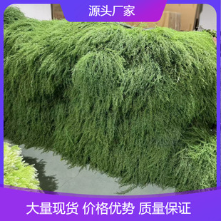 �S�����l�����J���ݷ��滨ɭϵ����Gֲ��c��ˇ�廨���T�����l