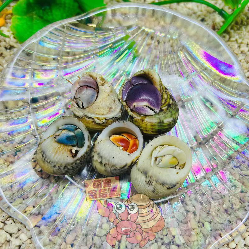 陸生ヤドカリ 初心者向けペット 生物 淡水 デスクトップ パープル ランド グレー ホワイト ダークパープル 観賞用カニ 怠惰なペット|undefined