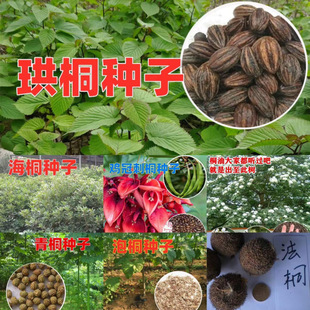 �²���ͩ�N�Ӻ�ͩ��ͩ�u�ڴ�ͩ��ͩ��ͩ��ͩ�N����ľ�N���ļ��Nֲ