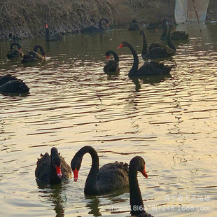 �����Z������� ��������Z������Xһ�� ��������^�pˮ�ݺ����Z