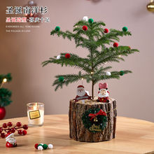 绿植新年南洋杉北欧盆栽耐寒装饰网红圣诞树家居桌面植物净化空气