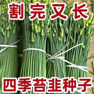 �ļ�̦�·N�Ӿ²�̦�N�Ѹ߮a�����ͺ��͟ጣ���ļ����߲˷N��Z