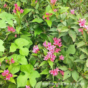 ���l�G����ľ�a�� �t�����\���� �ļ��\�� �����L ��СҎ���Rȫ