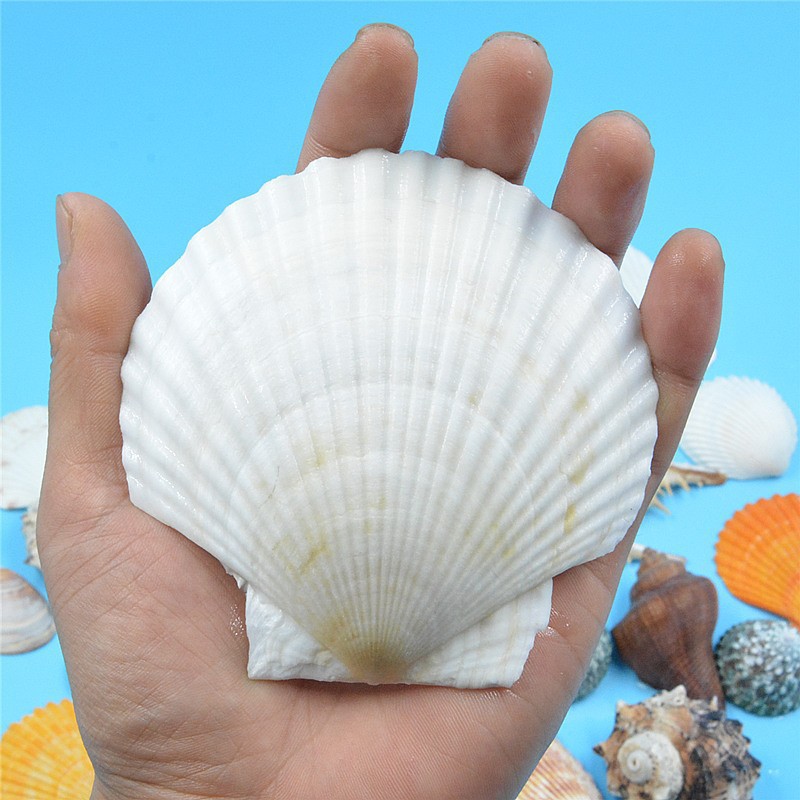 10- 12cm 엄선된 엣지가 있는 고급 흰색 가리비