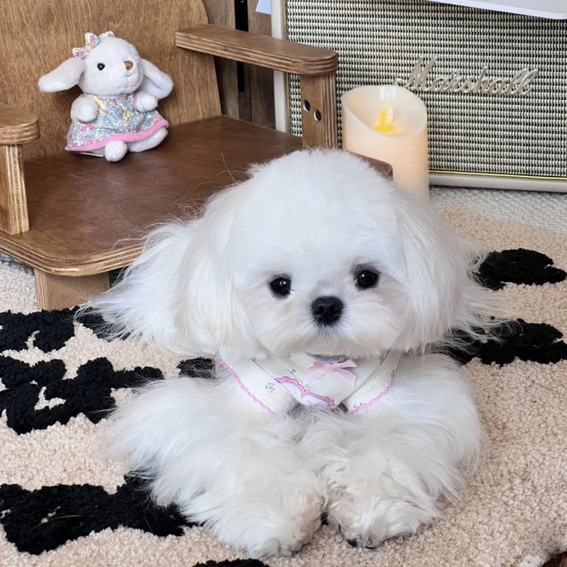Perro mascota dulce chaleco floral falda pequeña manga volante ropa para el hogar de verano perro pequeño para evitar la pérdida de Maoxi Shi Yorkshire