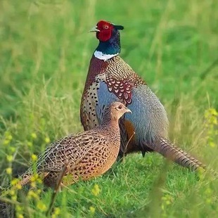 ���ڳ����߲�ɽ�u���wÓ�ذ���߲�ɽ�u���Bֳ�����l�����߲�ɽ�u