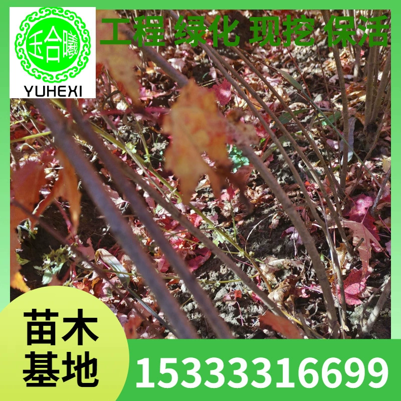 Треугольные саженцы клена, чайный клен, питательная чашка треугольного клена, треугольный кленовый кумулятив, треугольный кленовый шар, кластерный треугольный клен