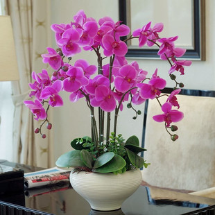 Phalaenopsis Potted Florals, Ornamental Plants, Indoor Florals, Four-Season Flower Sword Clivia Seedlings, Blooming All Year Round