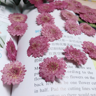 Small purple chrysanthemum double petal Zinnia purple fireball dried flower embossed DIY handmade flower photo frame glue mobile phone shell material