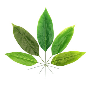 ����Gֲ�����m�~��֧�廨�ٻ��٘��~�����~�Ž��~��c�̈�����