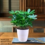 盆栽鸭脚木发财树