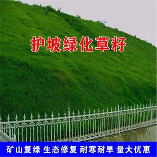 Slope Protection Lawn Seed Mine Slope Highway Railway River Embankment Drought Tolerance Heat Resistant Greening Fast Replanting Spraying Grass Seed