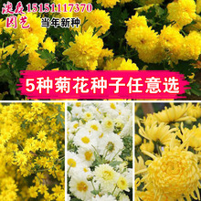 菊花种子盆栽阳台室内花卉种籽贡菊野生菊花泡茶杭白菊种孑菊花籽
