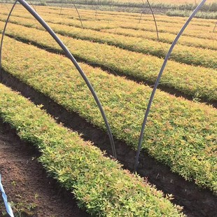 [Base Direct Sales] Nandina Bamboo Rice Transplanting/Nandina Bamboo/Various Specifications of Color Blocks/Small Cups/Large Cups/Hair Balls