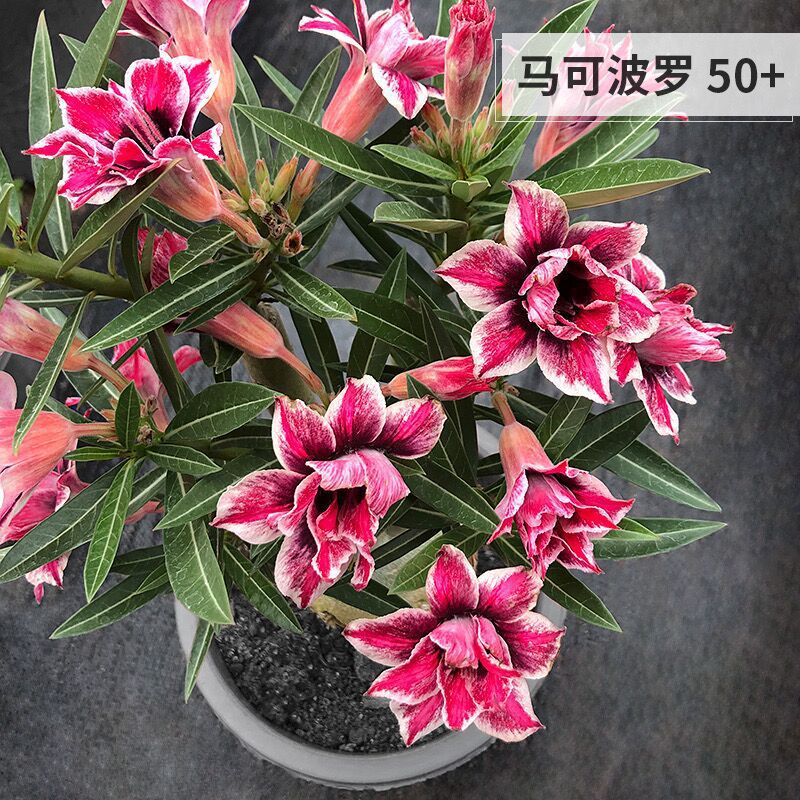 # 17 마르코 폴로-사막(3년생 모종) 그해에 개화