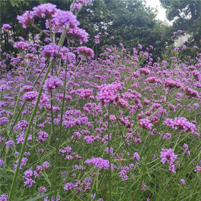 Семена вербены ивы, посев в четыре сезона, широколиственное семя вербены Широколиственное семя вербены