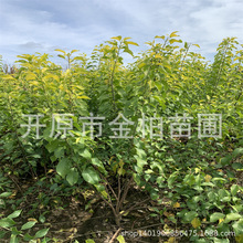 金叶卫矛树苗绿化苗木丛生金叶丝棉木金叶卫矛盆栽杯苗球