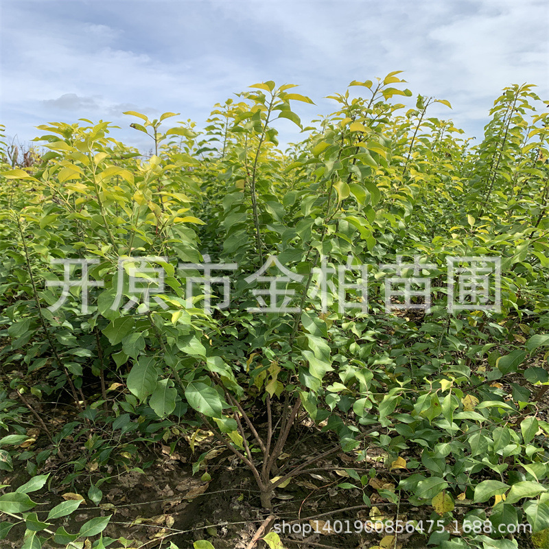 金叶卫矛树苗绿化苗木丛生金叶丝棉木金叶卫矛盆栽杯苗球