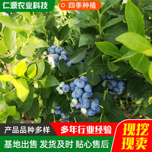 �{ݮ����جF؛ �����Ϸ��Nֲ�ļ����䱡�F�����ش��{ݮ�玧��