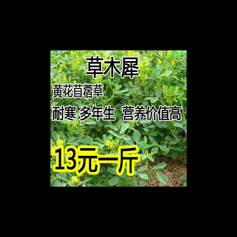 Семена люпина, медовые растения, желтые цветы, зеленое удобрение пастбищного типа, семена трав, устойчивые к холоду и бедной почве.