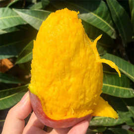 【严选】广西贵妃芒 代发5斤大果新鲜甜糯红金龙芒果当季水果礼盒