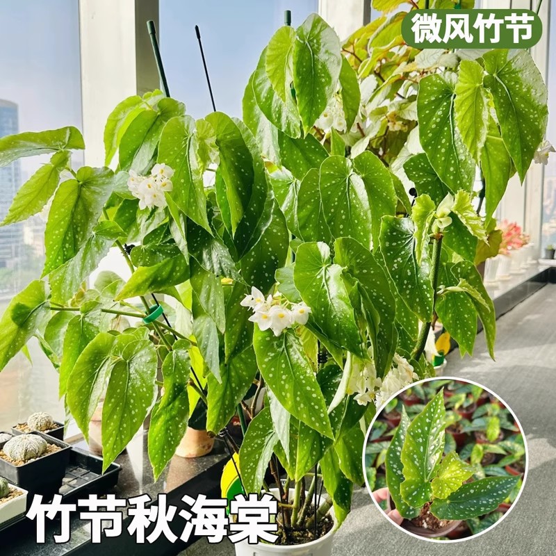Breeze bamboo