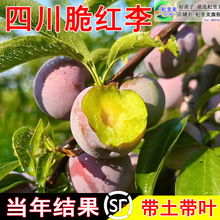 һ�����l�Ĵ���t��������ش����A���´��÷�������봨Ó�ǟo��