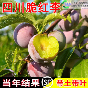 һ�����l�Ĵ���t��������ش����A���´��÷�������봨Ó�ǟo��