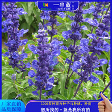 一串藍種子藍花鼠尾草四季薰衣草綠化花圃種籽花鏡鮮切花觀賞花籽