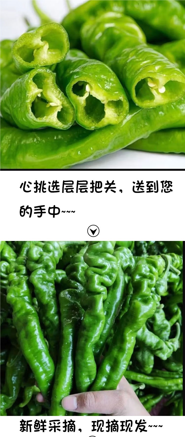 薄皮螺丝椒500g新鲜香辣皱皮辣椒新鲜农家自种青椒香辣薄皮螺旋椒-阿里巴巴