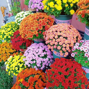 �ջ����Ԏ�����������¾�ǧ�^���ļ��_���҃�����B����ֲ��