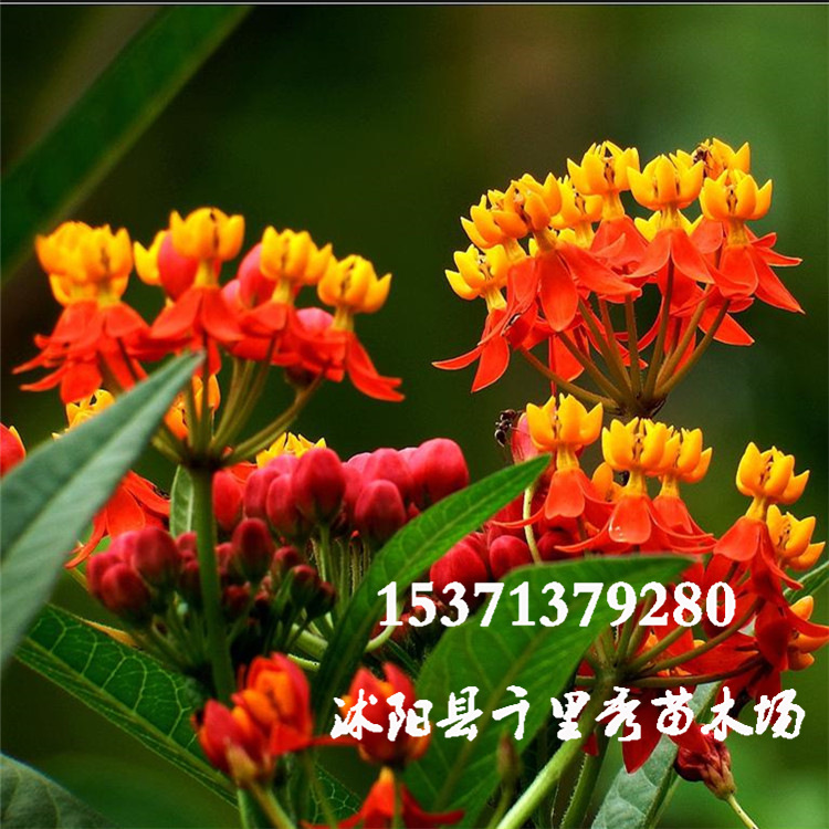 wholesale Milkweed seed Jinfeng Tip Keiko Flower Flower Sea make Medicine New Species
