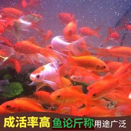 小红草金鱼锦鲫锦鲤冷水淡水观赏鱼活鱼论斤批发捞钓摆摊装瓶套圈