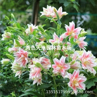 Imported Double-Flowered Perfume Lily Bulbs Bloom in All Seasons and Are Easy to Grow Potted Perennial Florals and Green Plants on the Indoor Balcony