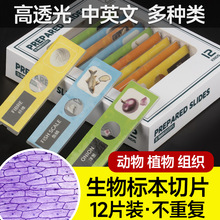 ȫ��������Ӣ������˱���Ƭ1��12Ƭ�߲�ֲ�����x�����@΢�R�˱�