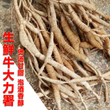 牛大力新鲜材泡酒大力薯猪脚笠薯根金钟根500g煲汤料