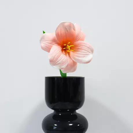 Champagne Pink Brownie Tulip