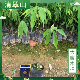 ��ľ����ͥԺ���Ի��܈@�־G���^����ľ�F�����s���˘�ľ�ޘ�