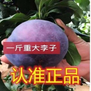 �ڲ���������ڲ������Ә���������������ϱ����Nֲ����Y���ļ�