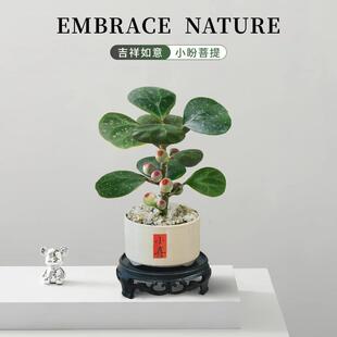 Little Bodhi Tree Potted Plant with Fruits, Easy to Care For, Office Green Plant, Creative Desktop Ornament, Mood-Stabilizing Flower