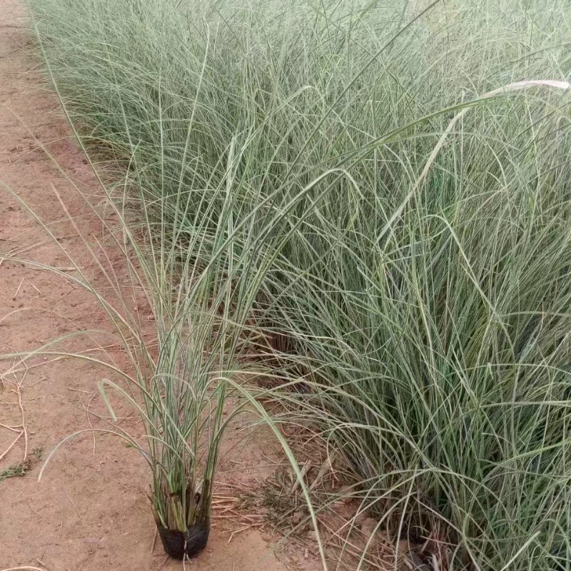 [Ханчжоу питомник запасов прямых продаж] Водные растения базы прямых продаж мозаика awns тонкий лист awns пятнистый лист awns полные спецификации