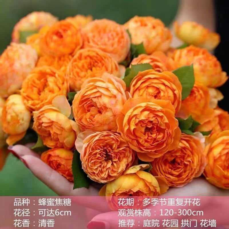 Flores de gran pila de rosas de rosa de temporada vieja, plantas de patio fragrantes, flores de balcón, flores de flores de rosa de rosa en todas las estaciones image 12