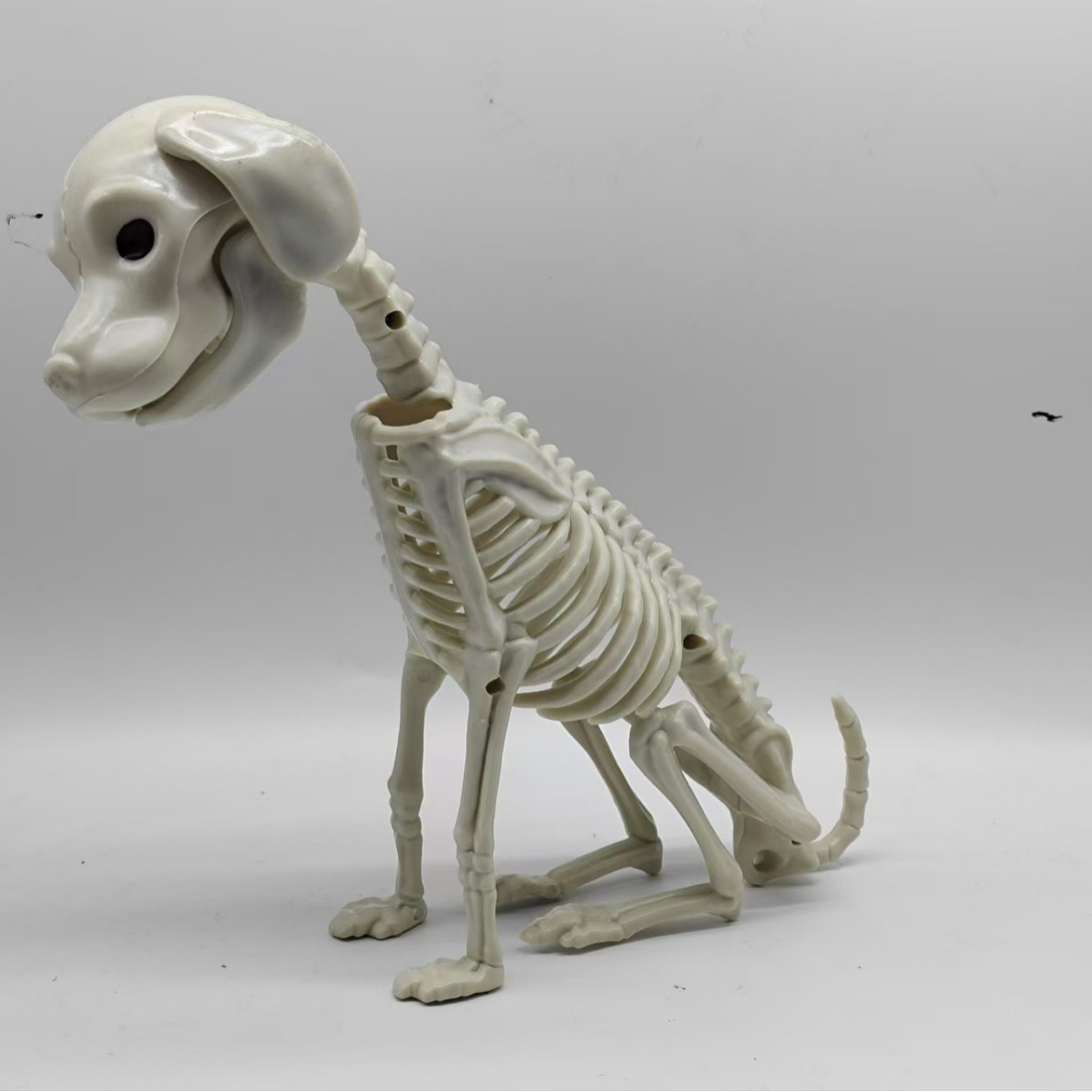 Esqueleto animal transfronterizo Pug