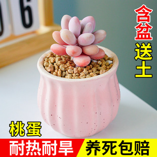 Peach Egg Single-Headed Multi-Headed Succulent Plant Combination Indoor Small Potted Plant with Ceramic Flower Pot Soil Old Pile Easy to Feed for Lazy People