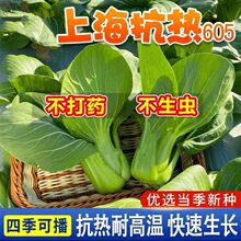 �Ϻ�����605�ٺ��^�N���Ϻ���С�Ͳ��ļ��r��ͥԺ���С�ײ˷N��