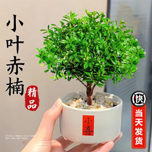 小叶赤楠盆景办公室内旺宅植物桌面绿植摆件四季好养活迷你小盆栽