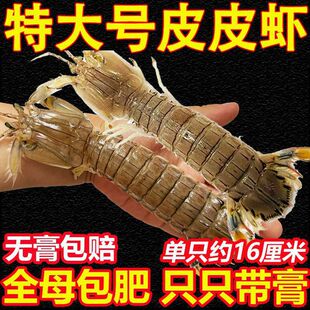 ƤƤ�r�r�������r���r���l���r����ȫĸ��ƤƤ�r���rһ��������