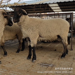 �������������������µ��_����С����_���˷N�������ĸ��