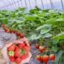 四季盆栽种植红颜草莓苗