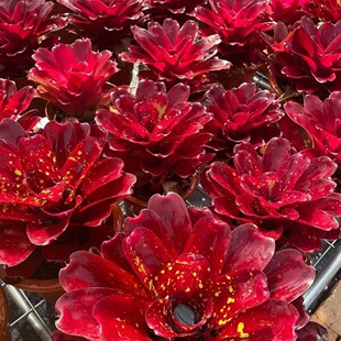 �eˮ�P�漧�P��С��ˮꑾGֲ�������B�쾰���x�������B��ɫֲ�ﻨ